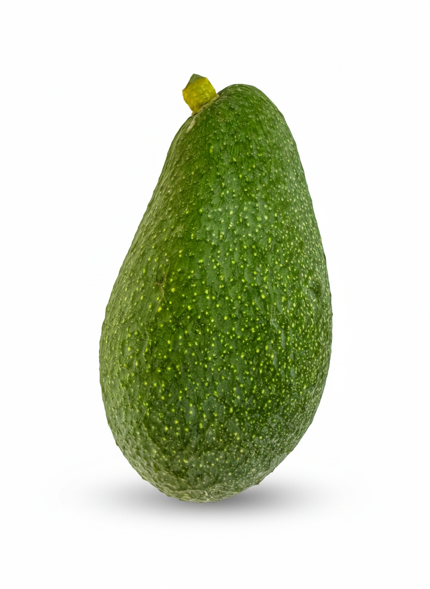 Fuerte-1 aguacate Fuerte de Rancho El Molino